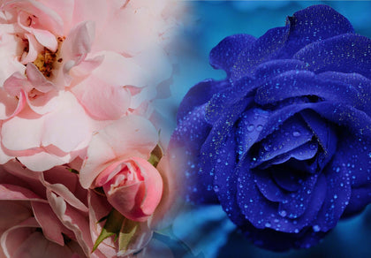"Nuages de fleurs"- -Art Column-花之云朵
